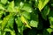 Closeup shot of a ladybird on the green leaves of a tree in a garden