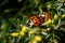 Closeup shot of ladybugs mating on a plant