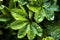 Closeup shot of Ladys Mantle green plant with water droplets on a rainy day