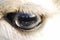 Closeup shot of a lama eye, a reflection of the surrounding area in the eye
