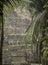 Closeup shot of the Lamanai temple in Belize, framed by palm trees