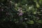 Closeup shot of Lamium flowers growing in a garden