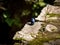 Closeup shot of a lapis lazuli blue crystal on a mossy rock surface