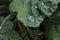 Closeup shot of large drops of moisture on green leaves of a plant