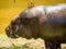 Closeup shot of a large hippo feeding on green plants