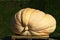 Closeup shot of a large oddly-shaped white pumpkin at a market