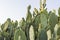 Closeup shot of the large outdoor cactus. Nature