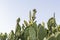 Closeup shot of the large outdoor cactus. Nature