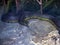 Closeup shot of a large speckled kingsnake sitting on a stone at a zoo