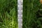 Closeup shot of large street thermometer stands in the garden