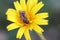 Closeup shot of a Lasioglossum Furrow female bee on a yellow flower