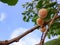Closeup shot of lasoda fruits, with blur background.