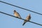 Closeup shot of laughing doves in the background of sky