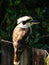 Closeup shot of a Laughing kookaburra bird, standing on a wooden fence in the garden, on a sunny day