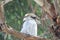 Closeup shot of a laughing kookaburra perched on a tree branch