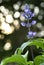 A Closeup Shot of Lavender with Octagonal Light Bokeh at Background