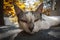 Closeup shot of a lazy cat resting on a concrete surface with a blurred background