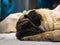 Closeup shot of a lazy pug lying on a bed against a blurred background