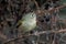 Closeup shot of a Leaf warbler from the genus Phylloscopus with blurred background