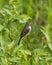 Closeup shot of a least flycatcher on a small branch - Empidonax minimus