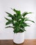 Closeup shot of leaves of Spathiphyllum cannifolium in a white pot