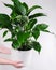 Closeup shot of leaves of Spathiphyllum cannifolium in a white pot