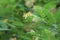 Closeup shot of leaves of tamarind tree