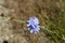 Closeup shot of Light blue Cichorium flower
