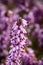 Closeup shot of light pink heath flowers