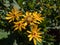 Closeup shot of Ligularia `Osiris Cafe Noir` with golden-yellow daisy flowers. Flat-topped clusters of brown-centred, golden-