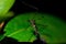 Closeup shot of a limonia on a green leaf during the day