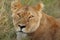 Closeup shot of a lioness in the middle of the grass covered field in the African jungles