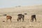 Closeup shot of litt calves in the pasture