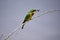 Closeup shot of a little bee-eater with a worm in its beak on a branch