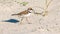 Closeup shot of a little ringed plover walking on the sand