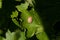 Closeup shot of little snail on a leaf