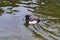 Closeup shot of a little Tufted Duck in the water