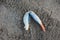 Closeup shot of lobster crusher claws on a wet sand