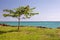 Closeup shot of a lone tree in the island of Guadeloupe on a clear sky background