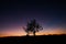 Closeup shot of a lone tree during the sunset under the dark night in Menorca, Islas Baleares, Spain