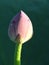 Closeup shot of a lonely closed lotus flower under the morning sunlight