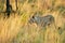 Closeup shot of a lonely lioness in the safari in Africa