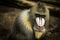 Closeup shot of a lonely mandrill on a blurred background