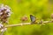 Closeup shot of a long banded silverline butterfly opened his wings on the tree branch