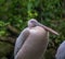 Closeup shot of the long beak of a white and majestic pelican in the Munich zoo