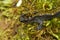 Closeup shot of long-toed salamander,  Ambystoma macrodactylum