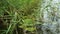 Closeup shot of lotus leaves and wild reeds growing in a pond