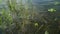 Closeup shot of lotus leaves and wild reeds growing in a pond