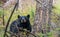 Closeup shot of a Louisiana black bear in the forest with trees and greenery