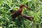 Closeup shot of the Louisiana crawfish on the grass